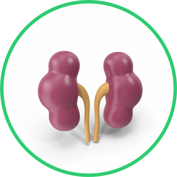 Kidney Icon